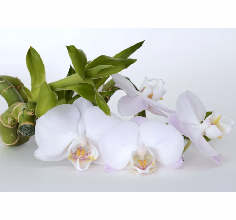 Cortina roller blanca orquídea verde blanca - TenVinilo