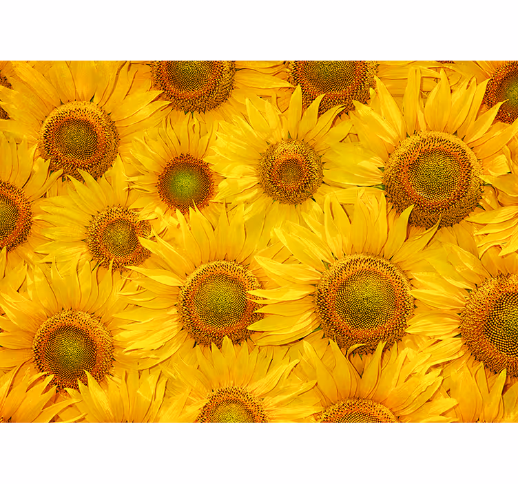 Cortina roller amarilla girasoles - TenVinilo