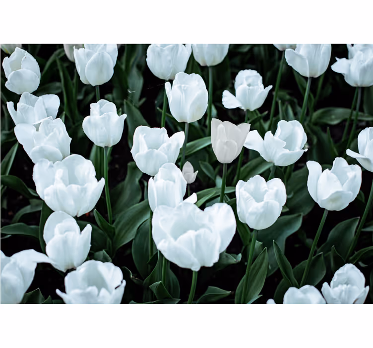 Cortina roller living comedor tulipanes blancos - TenVinilo