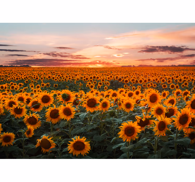Cortina roller living comedor atardecer de girasoles - TenVinilo