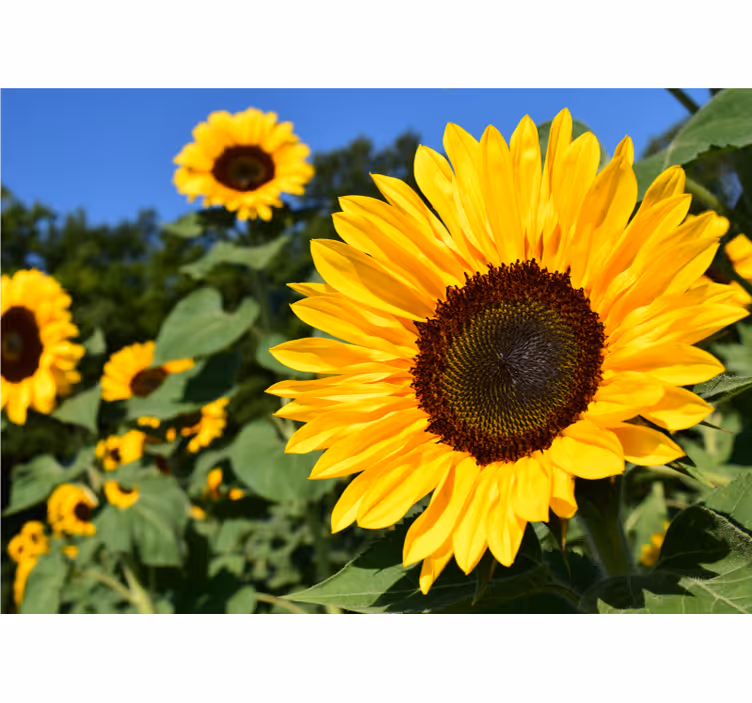 Cortina roller living comedor hermoso girasol en close up - TenVinilo