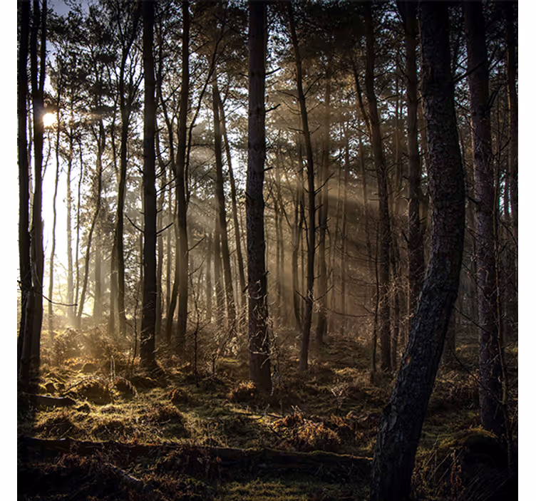 Cortina roller living comedor amanecer en el bosque - TenVinilo