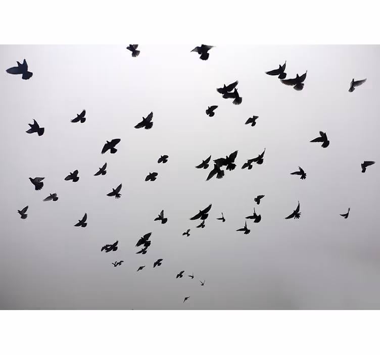 Cortina roller gris imagen estética de aves en sombra - TenVinilo
