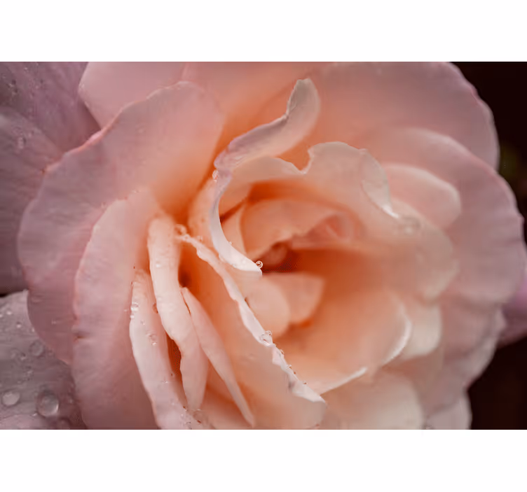Cortina roller habitación estilo elegante gotas rosas - TenVinilo