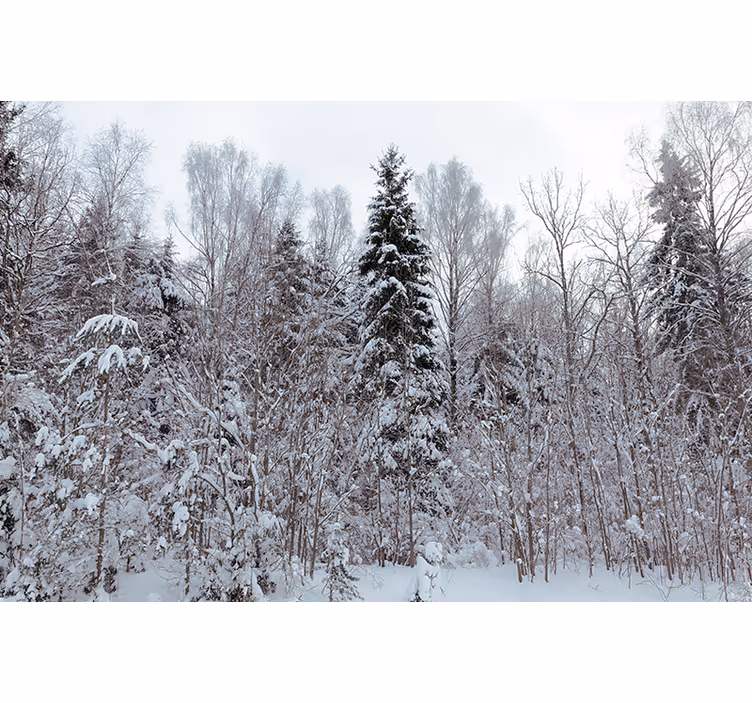 Cortina roller blanca bosque blanco en invierno - TenVinilo