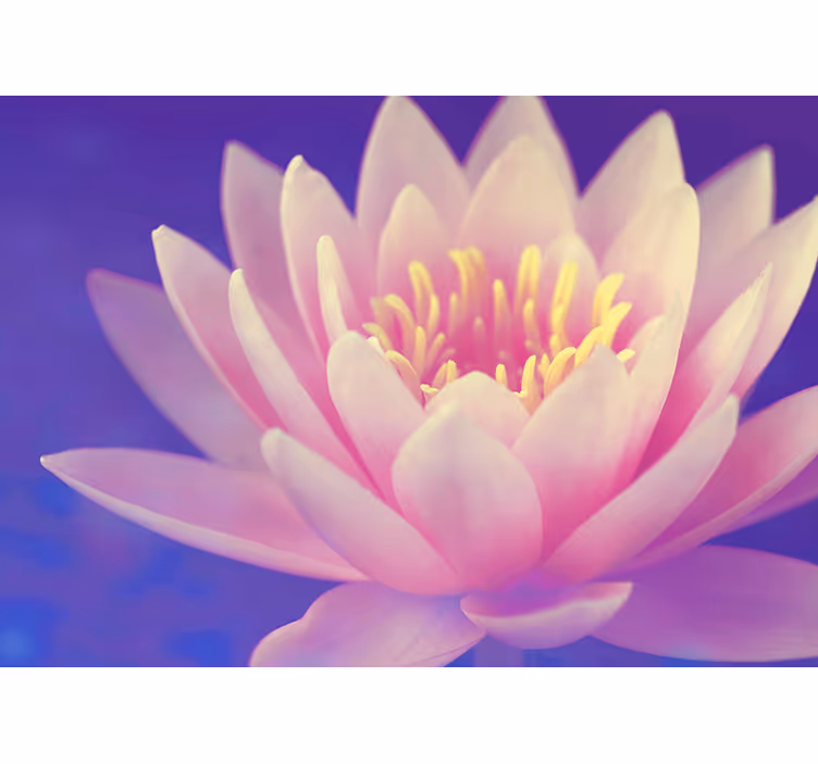 Cortina roller zen flor de loto rosa - TenVinilo