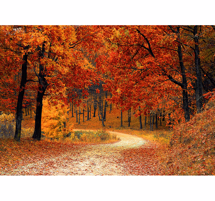 Cortina roller naranja papel tapiz - Árboles de otoño - TenVinilo