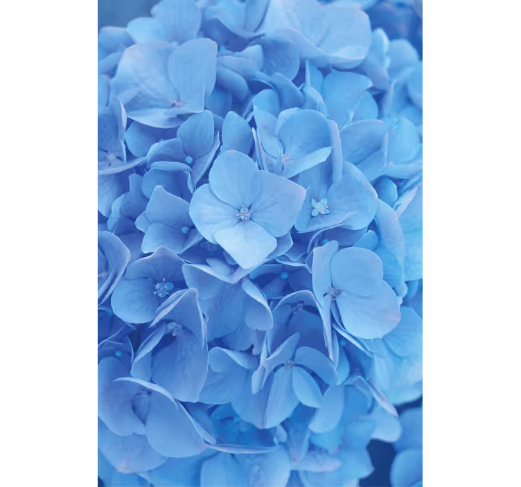 Estor estampado floral patrón hortensias azules - TenVinilo