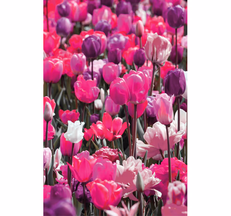 Cortina roller flores tulipanes morados en flor - TenVinilo