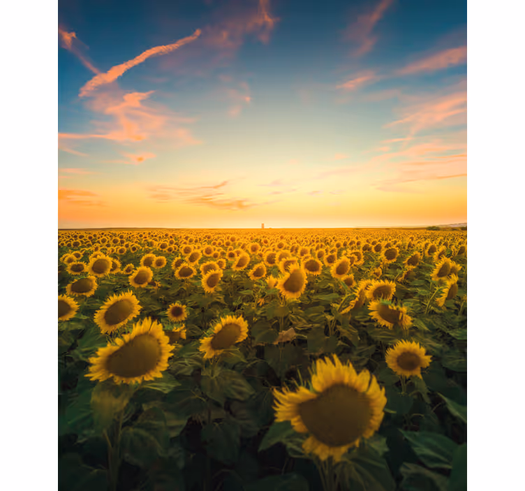 Cortina roller flores amanecer en el campo de girasoles - TenVinilo
