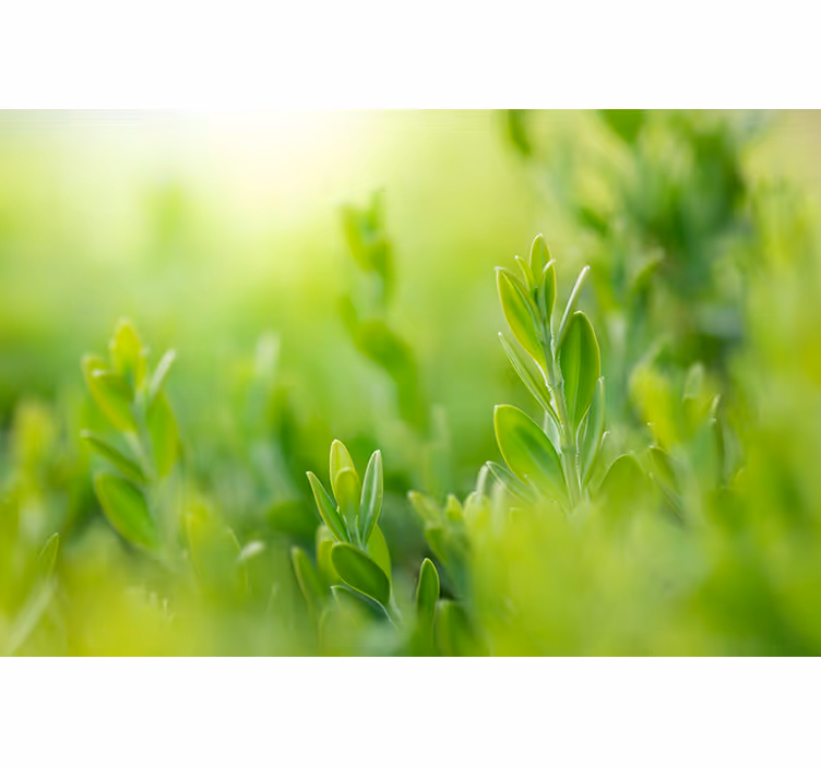 Cortina roller flores imagen de exuberante vegetación - TenVinilo