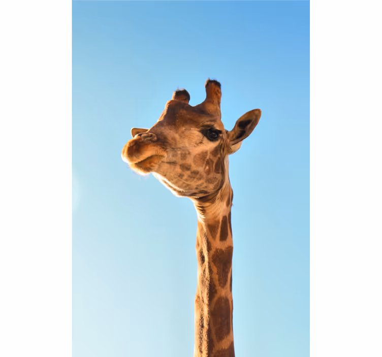 Mural africano giraffe de cerca - TenVinilo
