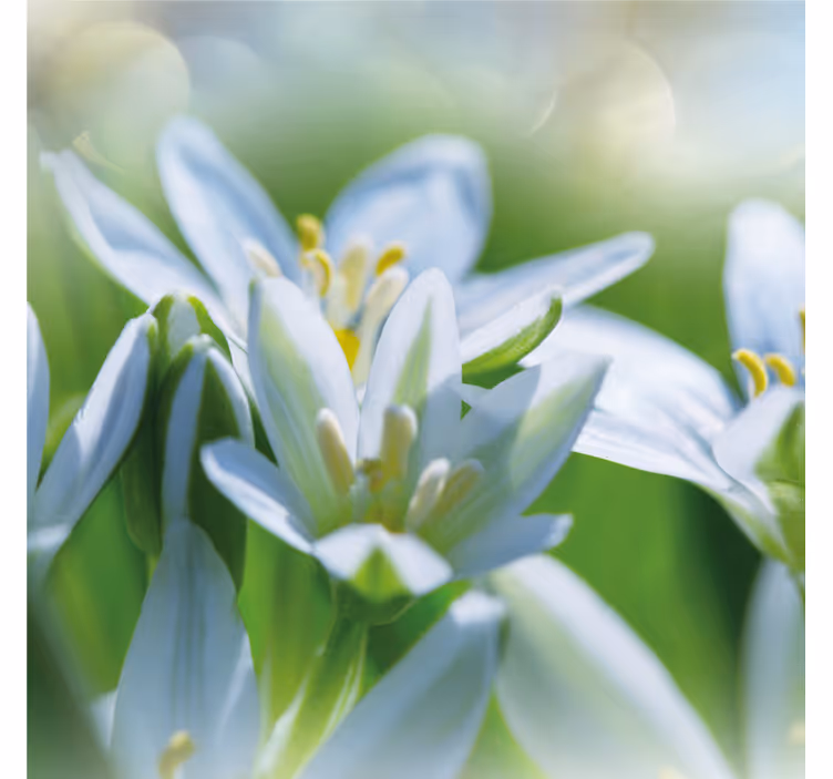 Mural para recibidor pradera de magníficos galanthus - TenVinilo