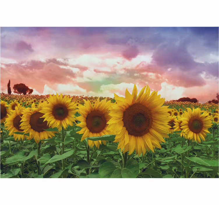Mural para recibidor campo de girasoles cielo colorido - TenVinilo