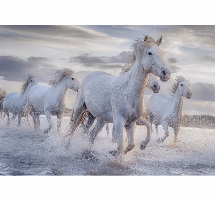 Fotomural animal caballos en el agua - TenVinilo