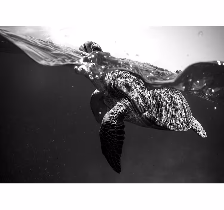Fotomural animal tortuga blanco y negro - TenVinilo