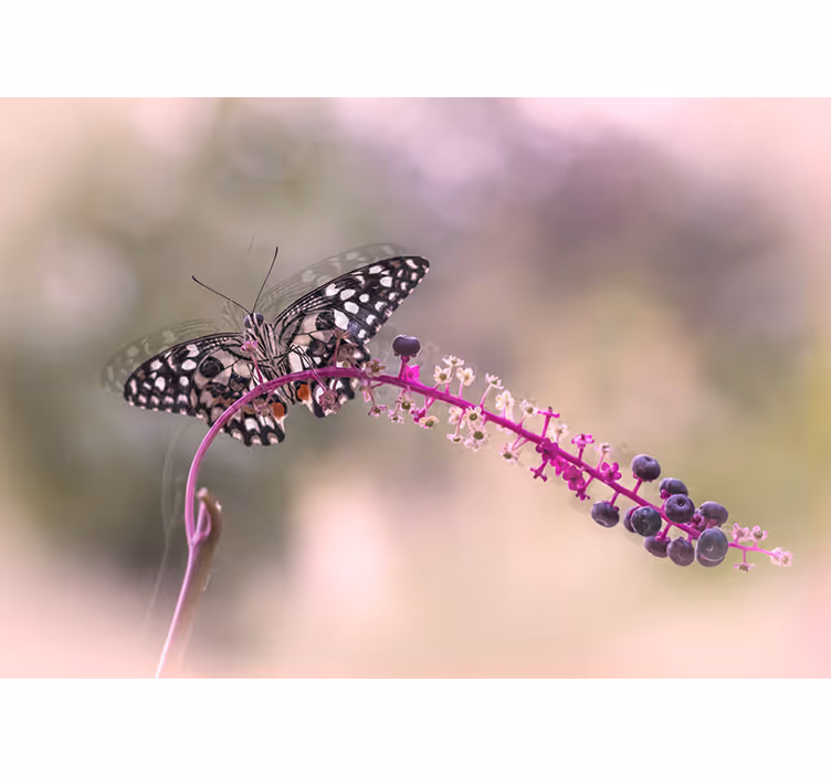 Fotomural animale Mariposa morada - TenVinilo