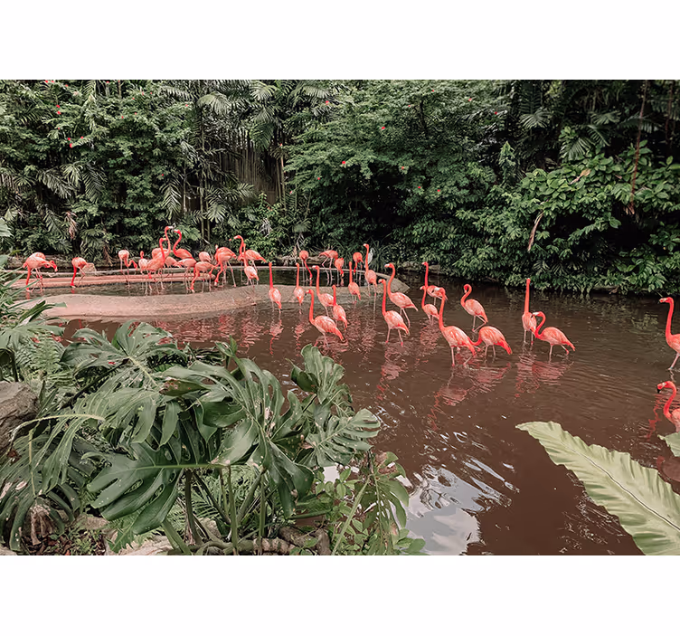 Mural de animales flamencos junto al agua - TenVinilo