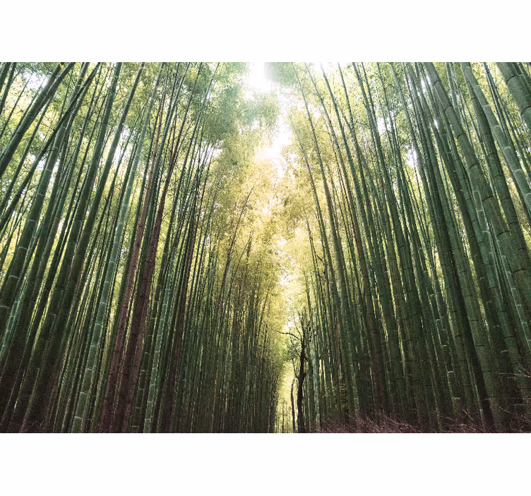 Fotomural bambú Bosque de bambú verde zen - TenVinilo