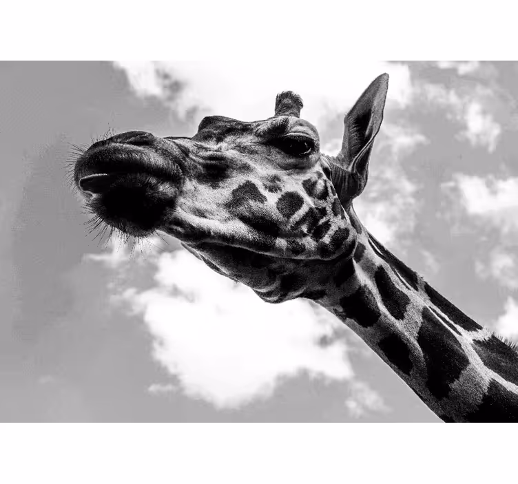 Fotomural animale Jirafa blanco y negro - TenVinilo