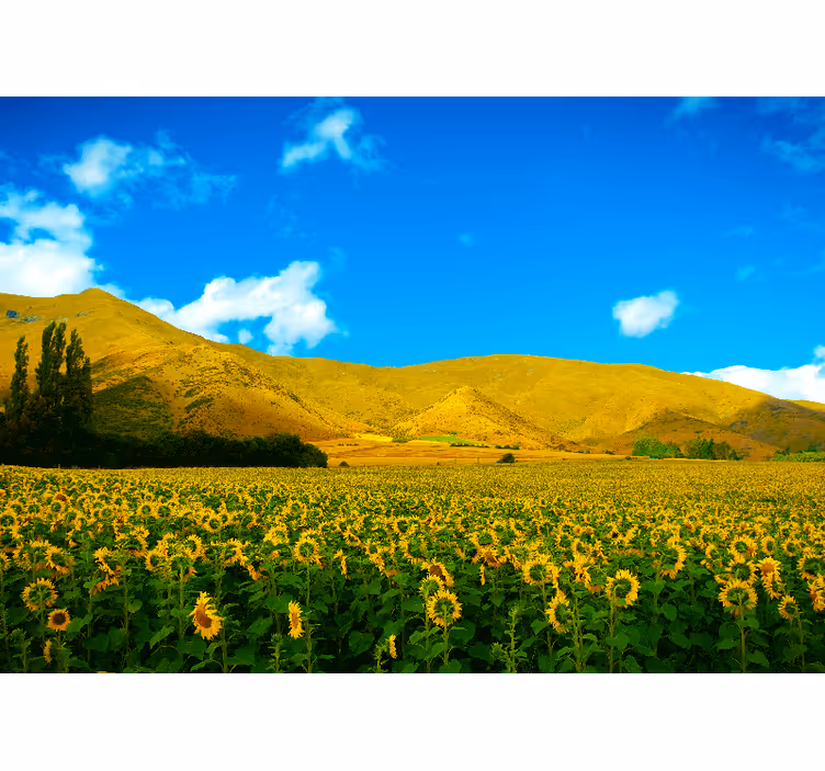 Mural de paisajes campo de girasoles - TenVinilo