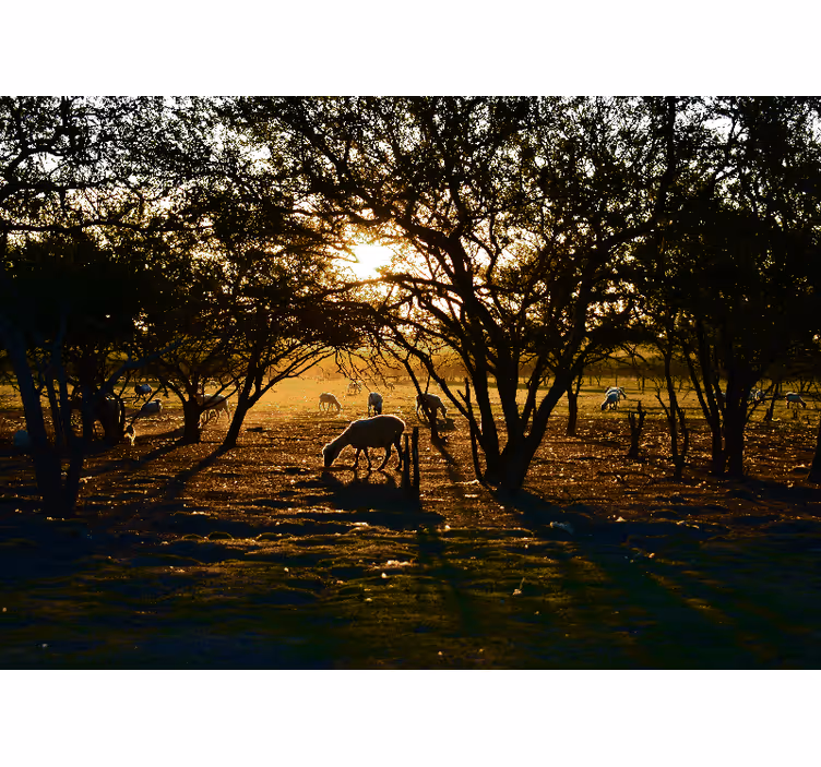 Mural de naturaleza atardecer dorado en pastoreo - TenVinilo