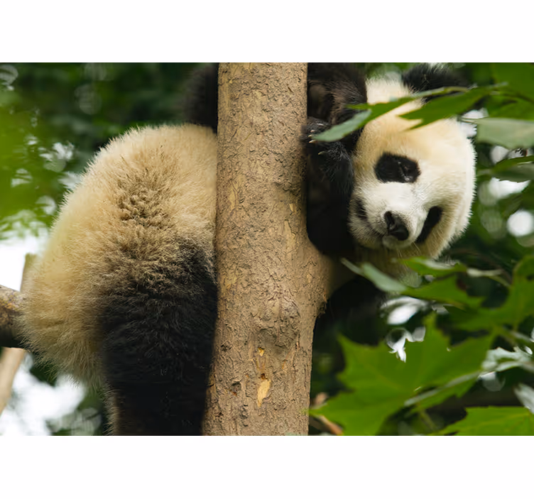 Mural de animales panda trepando un árbol - TenVinilo