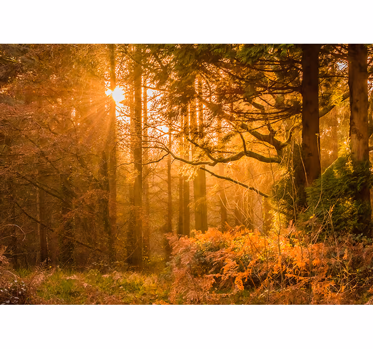 Fotomural de bosque Viejo árbol de otoño con flash de sol - TenVinilo