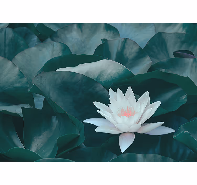Fotomural flores Flor de loto blanco zen - TenVinilo