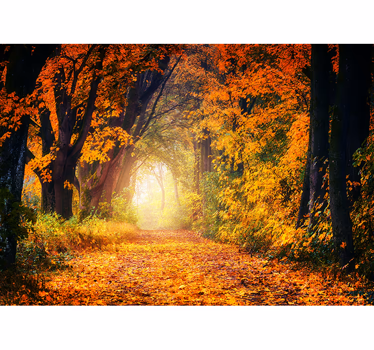 Fotomural de bosque Otoño colorido - TenVinilo