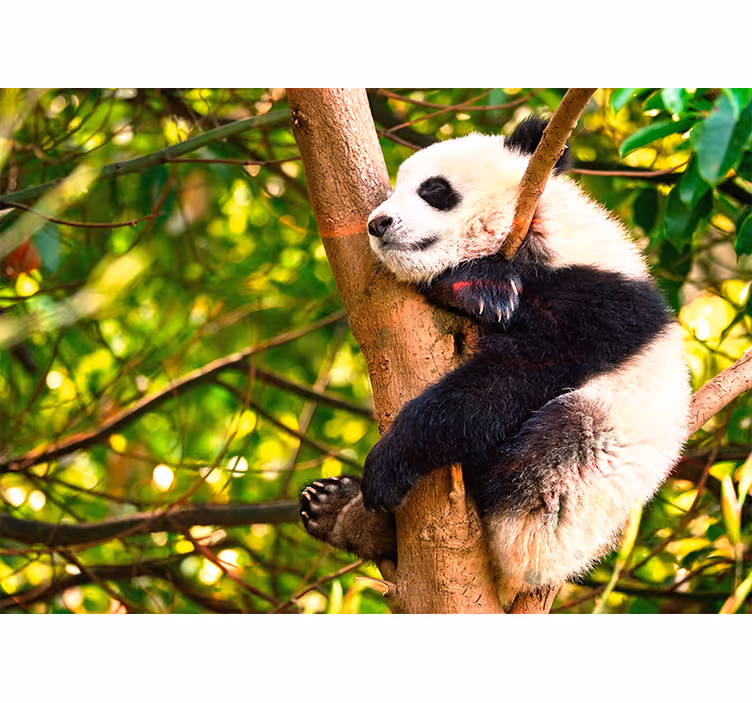 Mural de animales cachorro de panda relajante - TenVinilo