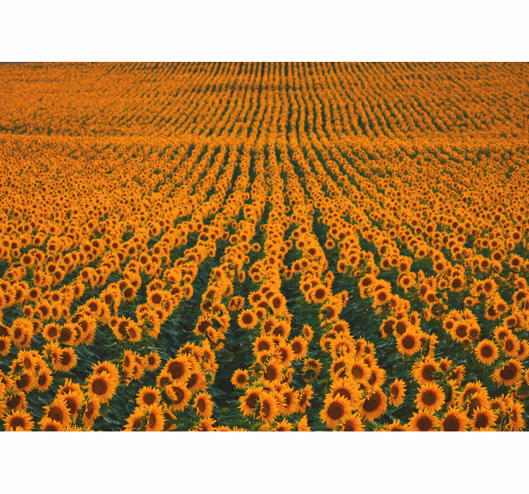 Fotomural flores Campo de girasol largo - TenVinilo