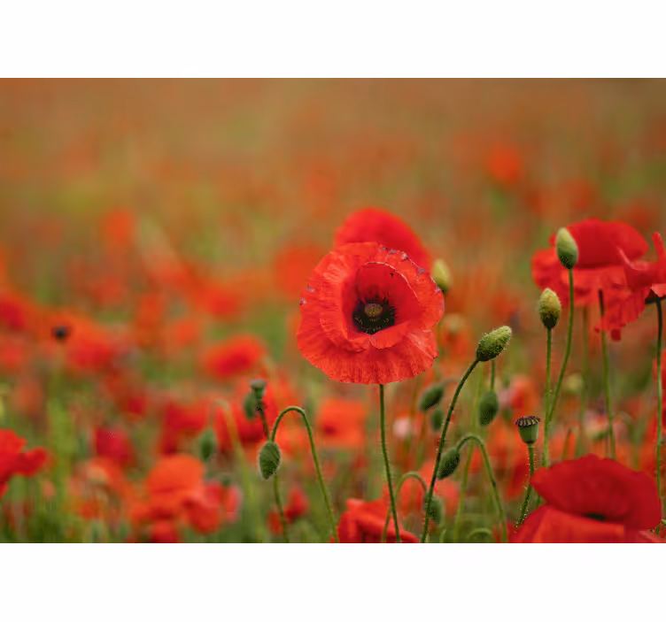 Fotomural de amapolas Campo de amapolas vago - TenVinilo
