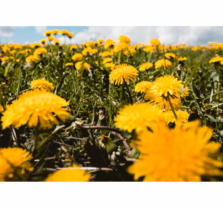 Fotomural de amapolas Campo amarillo diente de león - TenVinilo