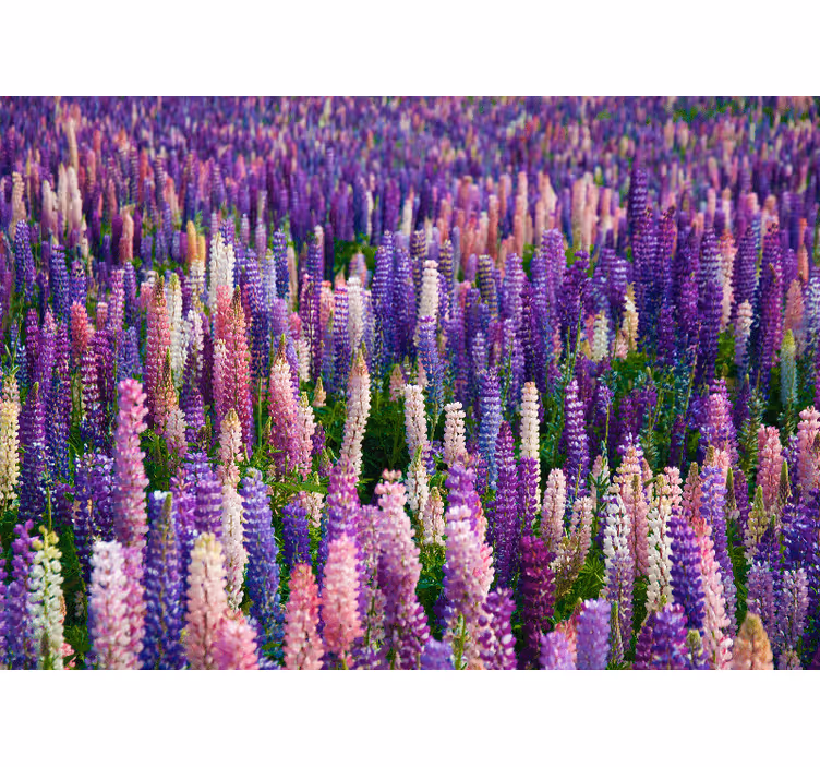 Fotomural flores Campo de flores moradas - TenVinilo