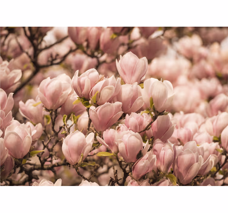 Mural de flores magnolia floreciente - TenVinilo