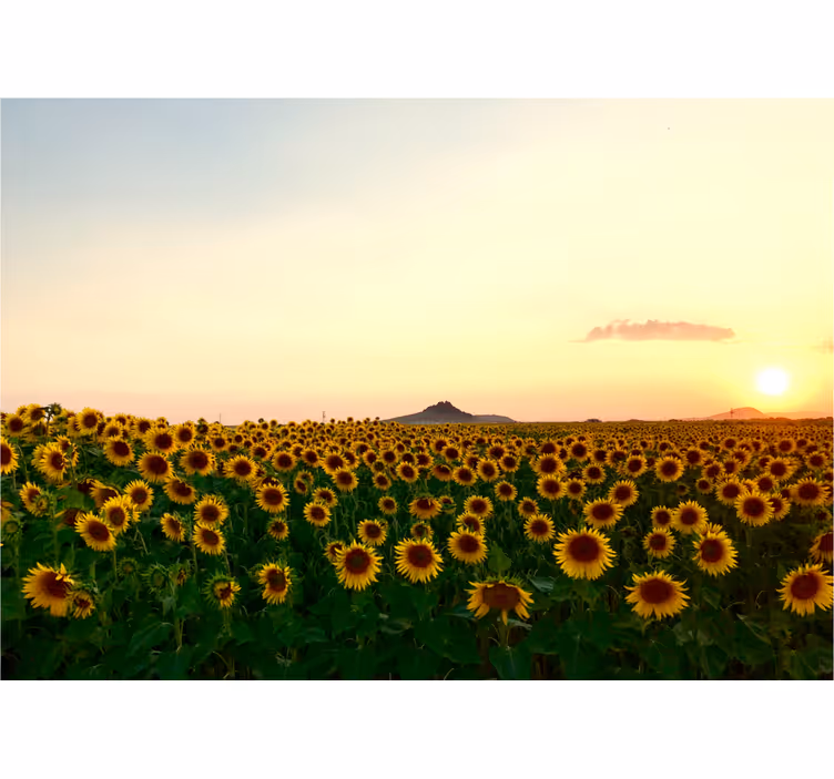 Mural de flores campo de girasoles al atardecer - TenVinilo