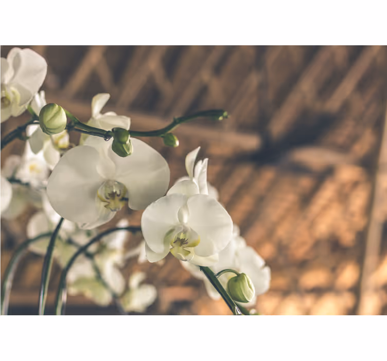 Mural de orquídeas floraciones de orquídeas elegantes - TenVinilo