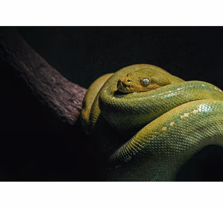 Fotomural animale Serpiente en el árbol - TenVinilo