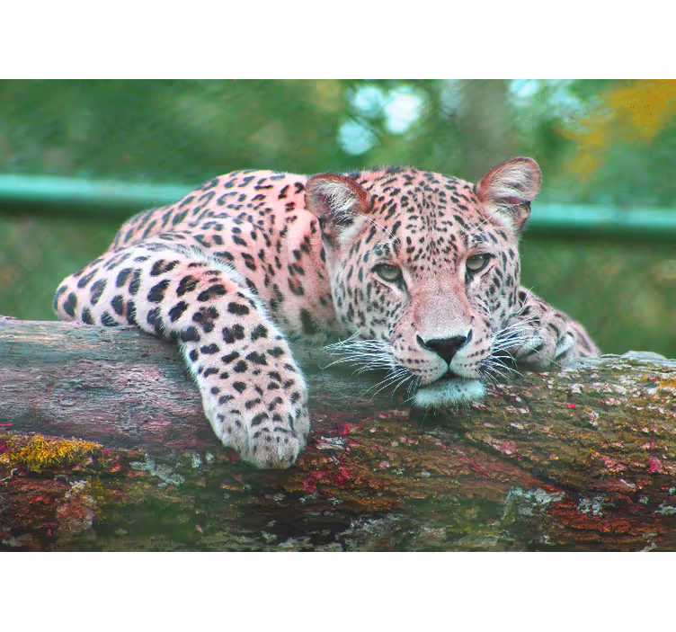 Mural de animales leopardo descansando con gracia - TenVinilo
