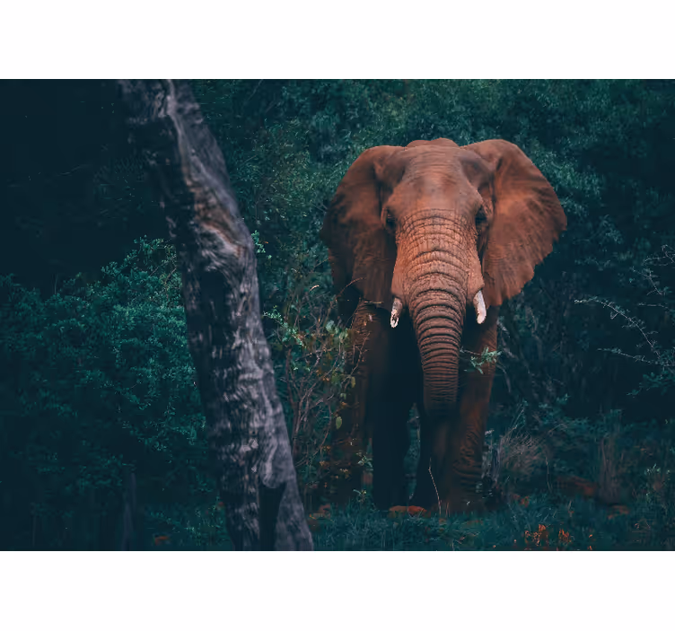 Mural de animales elefante majestuoso - TenVinilo