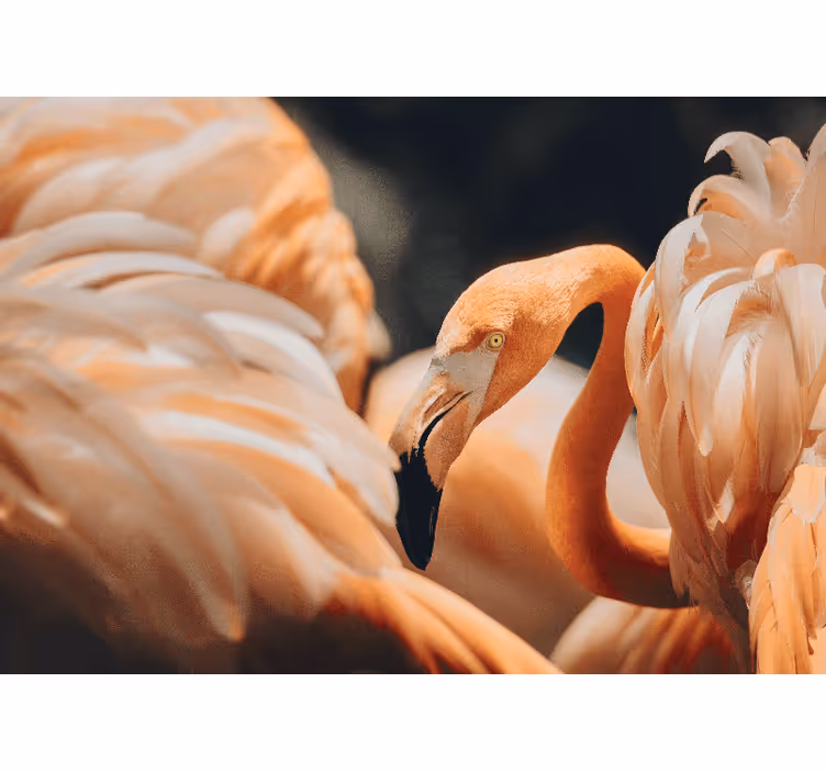 Mural de animales escena de flamencos elegantes - TenVinilo