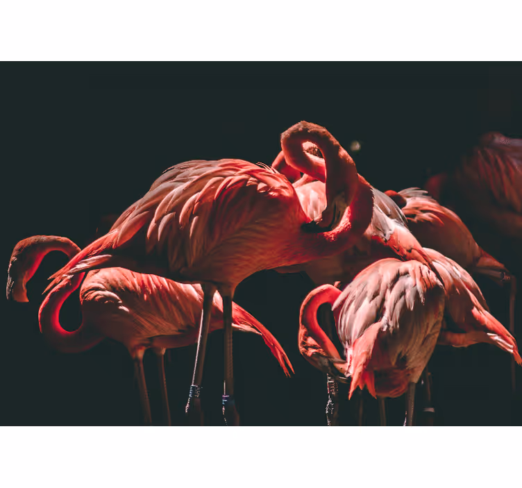 Mural de animales serenidad del flamenco - TenVinilo