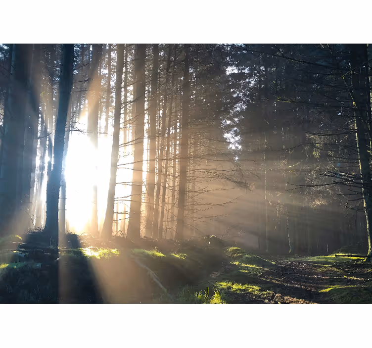 Mural de bosque sendero iluminado en el bosque - TenVinilo