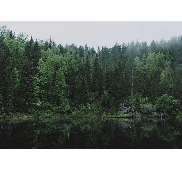 Mural de naturaleza reflejo de un bosque tranquilo - TenVinilo