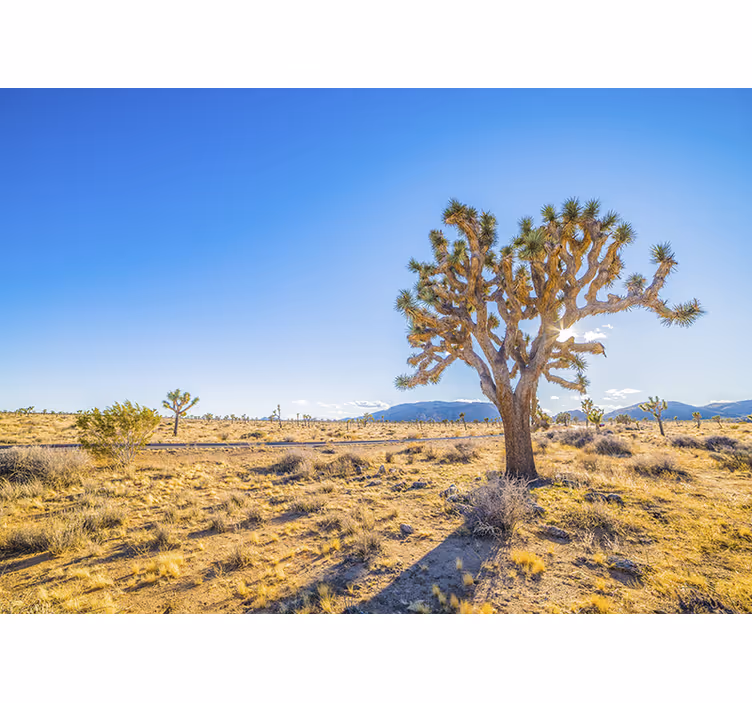 Mural de montañas paisaje de joshua tree - TenVinilo