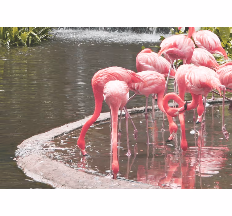 Mural de animales ensamble de flamencos - TenVinilo