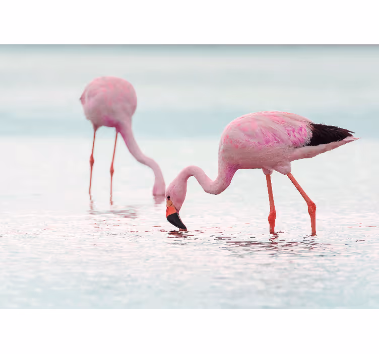 Fotomural para pasillo Hermoso flamenco rosado en el agua - TenVinilo