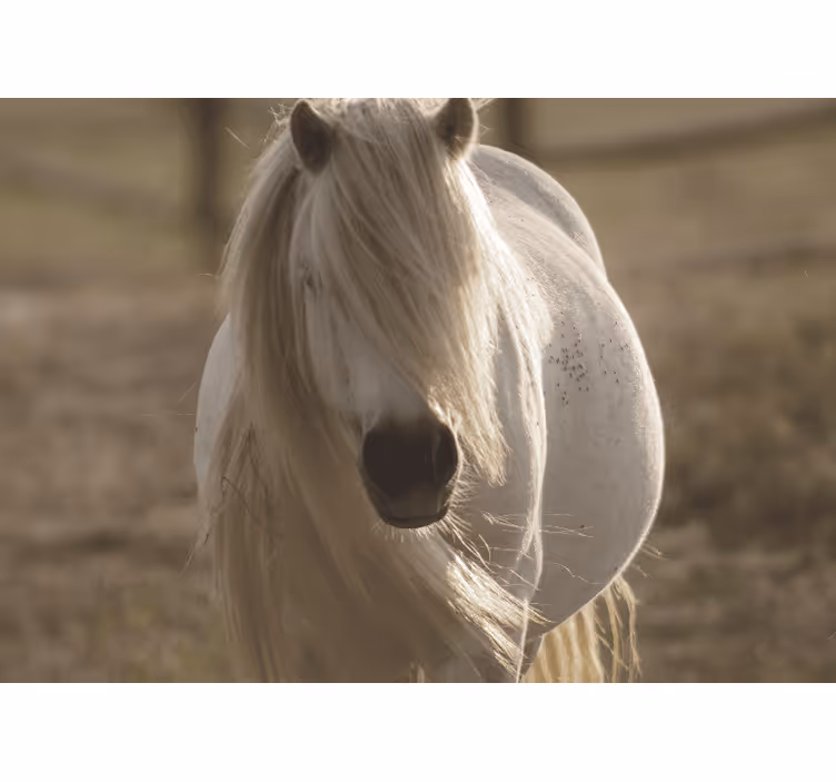 Mural de animales caballo blanco majestuoso - TenVinilo
