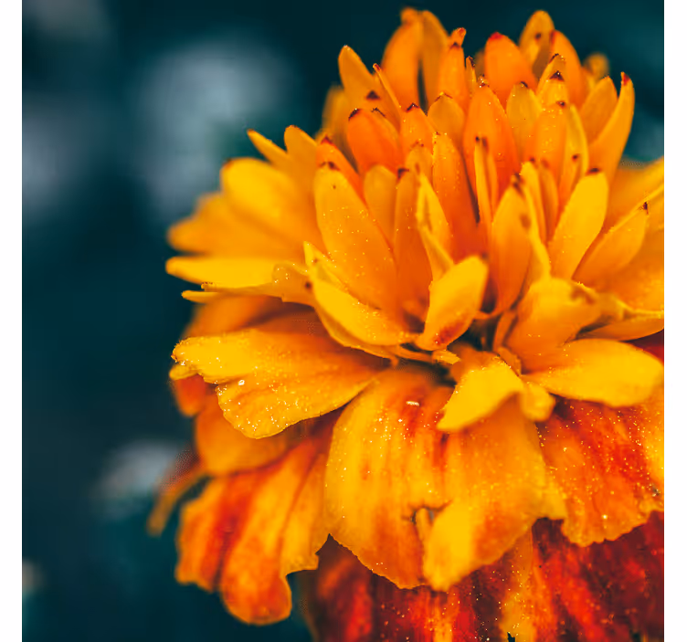 Fotomural flores Amapolas naranjas en un campo soleado - TenVinilo